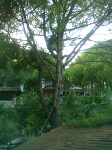 Holding onto a branch, high up in a pine tree, a man has cut a bough whose end rests on a red tile roof; behind are cottages beneath more pines