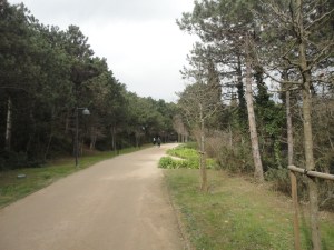 Broad dirt path through woods; a couple walk far ahead