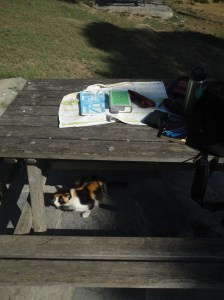 Picnic table with cat underneath